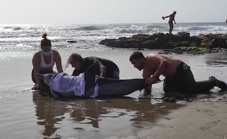 Muere un delfín tras ser rescatado en la playa de la Misericordia de Málaga capital