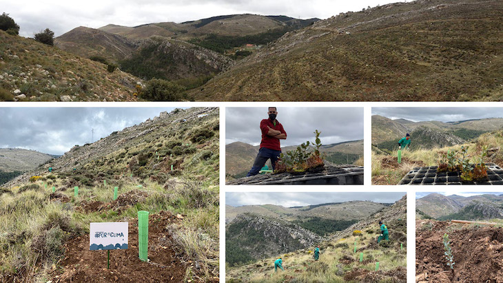 Miles de árboles plantados en La Zoma (Teruel) dentro del proyecto Archipiélago de Bosques