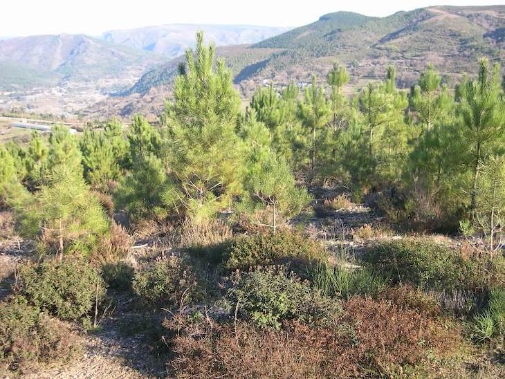 Galicia subvencionará la plantación de árboles y la realización de tratamientos silvícolas