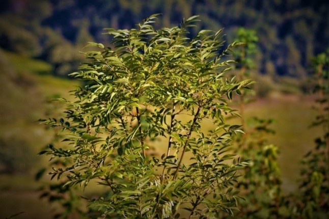 Uniendo Experiencias: Plantar árboles en la Reserva de la Biosfera de los Ancares Leoneses (18 mayo)