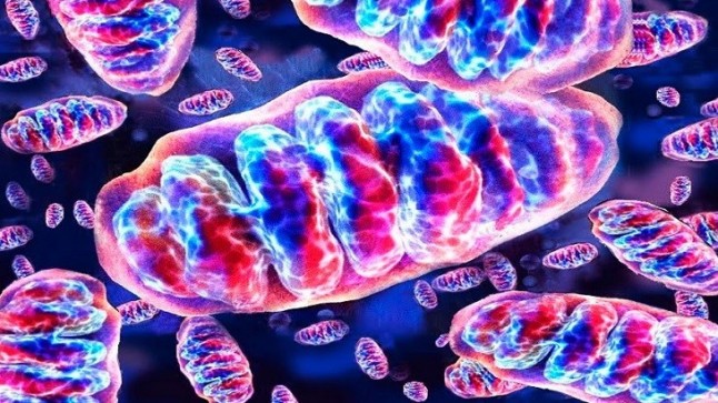 Una rápida evolución mitocondrial facilita la separación de especies