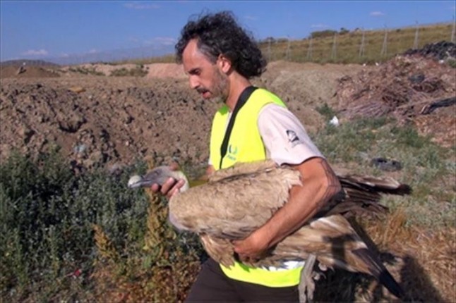 Rescatado un buitre leonado en las inmediaciones de un polígono de Zaragoza