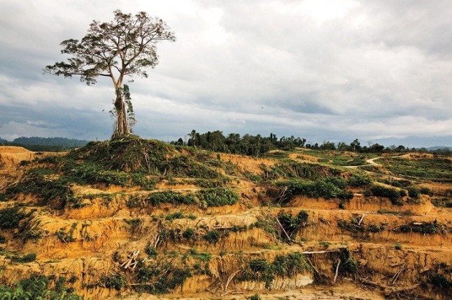Nestlé Deforesta una superficie de selva tropical equivalente a dos veces París