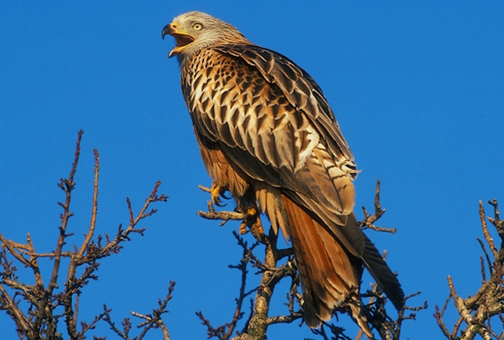 El proyecto LIFE Eurokite investigará con GPS las causas del declive de milano real en la UE