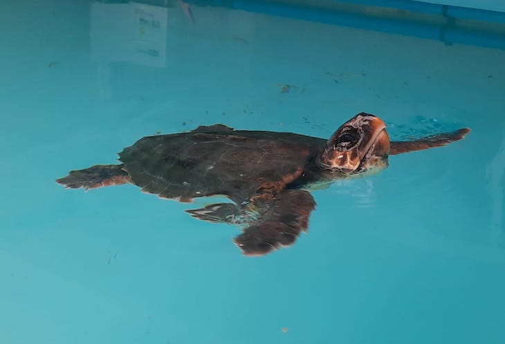 Una tortuga boba liberada en la reserva integral de Cabo de Gata (Almería)