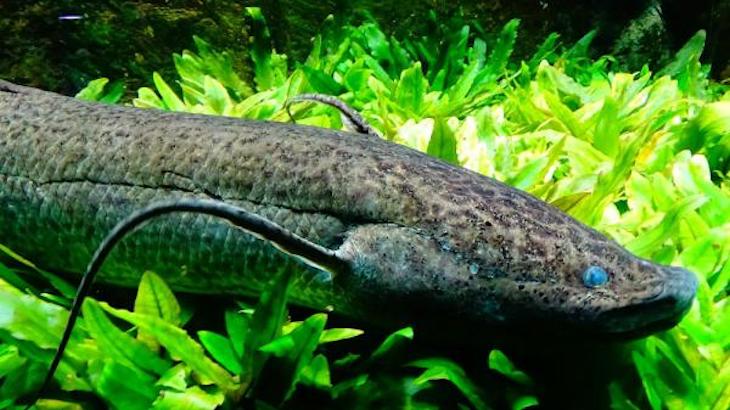 Los peces pulmonados revelan cómo evolucionaron las extremidades