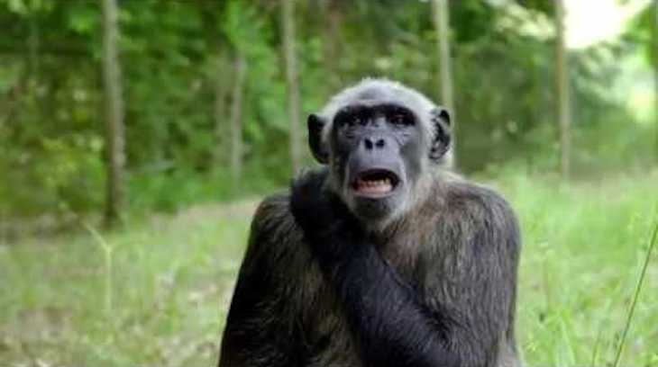 Rescatan a tres chimpancés en Angola