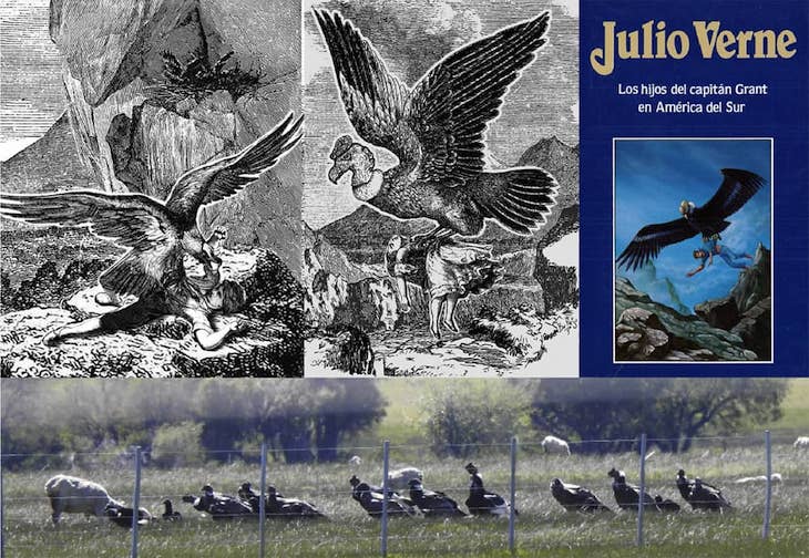 Los buitres y la percepción social ‘errónea’ de que estas aves matan ganado