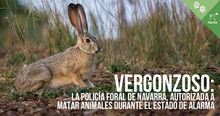 Navarra ‘se cubre de gloria’ enviando a la Policía Foral a ‘tirotear’ conejos y jabalís en pleno estado de alarma