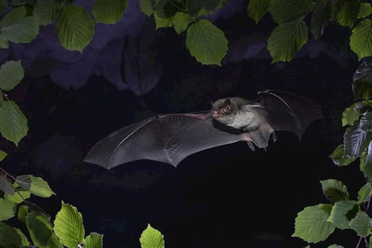 EL Proyecto ENDESABATS en Catalunya descubre una colonia de murciélagos en fase de extinción