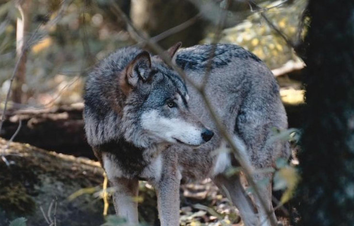 A  la Unión Agroganadera de Álava le ‘encanta’ que maten lobos