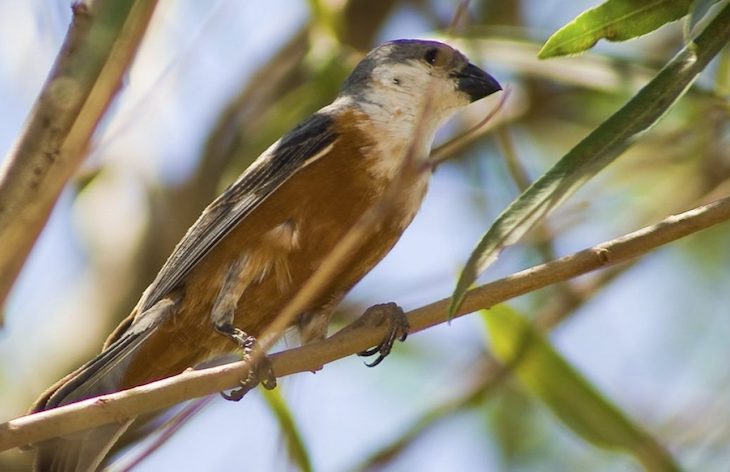 Un pájaro sudamericano desafía asunciones sobre la evolución