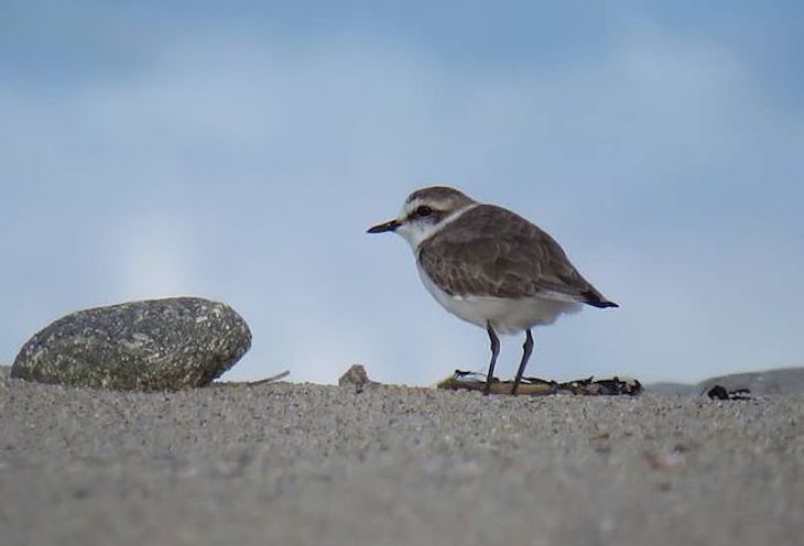 Conservando el Chorlitejo Patinegro