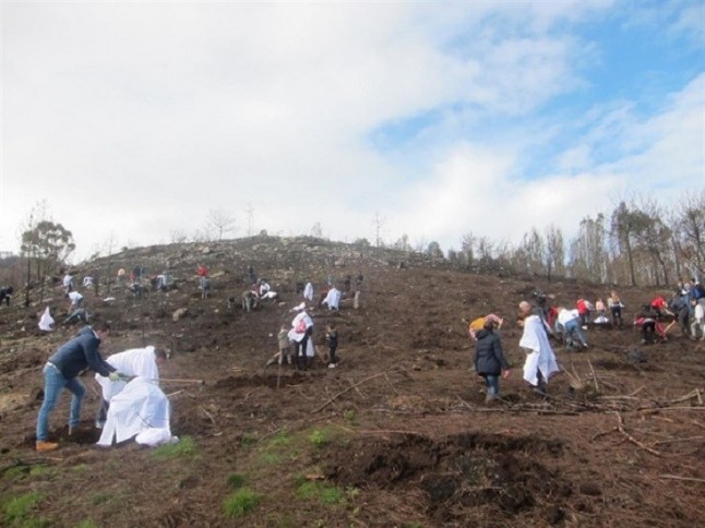 Abanca arranca la reforestación de Galicia