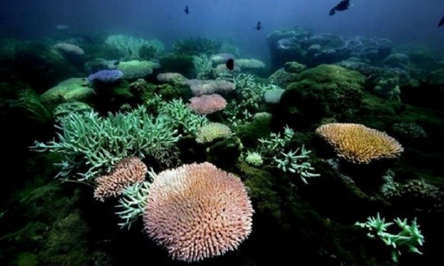 Los corales resisten el cambio climático un aminoácido esencial