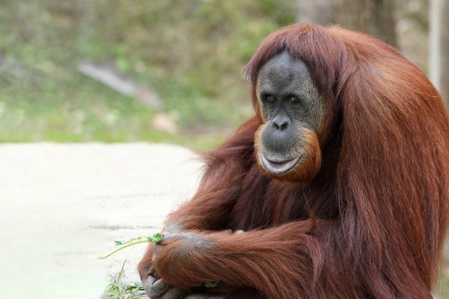 El biodiésel de palma puede fulminar al orangután de Borneo