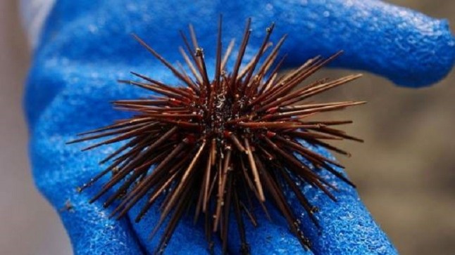 Los erizos de mar y sus consecuencias en los bosques submarinos