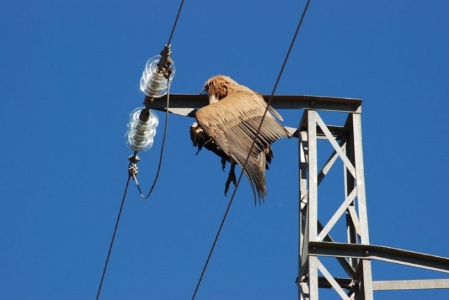 Navarra y Endesa firman un convenio para reducir los riesgos de electrocución y colisión de la avifauna