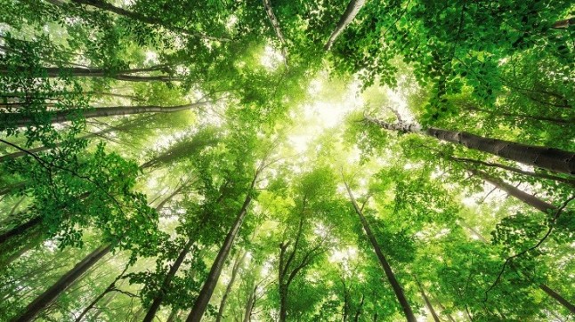 Decathlon intenta compensar parte de su profunda huella ambiental