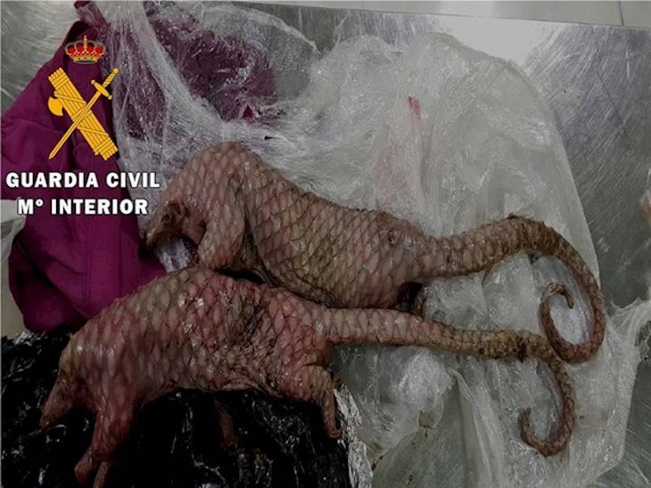 Intervenidos por la Benemérita dos ejemplares muertos y en estado de descomposición de Pangolín