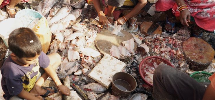 Los insalubres mercados húmedos se deben prohibir