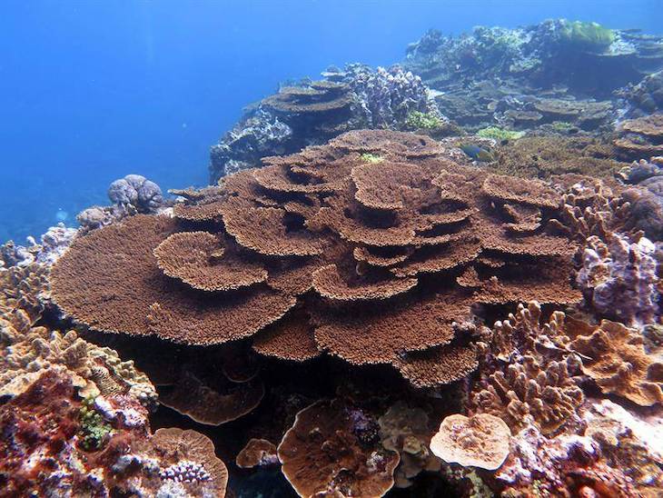 Altas temperaturas añaden más estrés a la Gran Barrera de Coral
