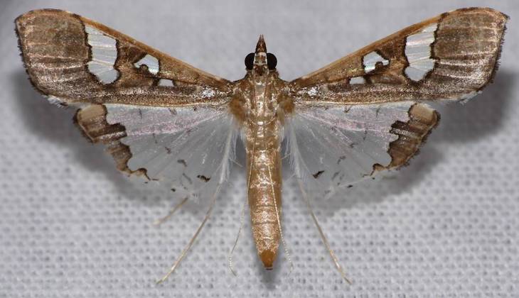 La crisis climática amenaza más de lo que se pensaba a los insectos