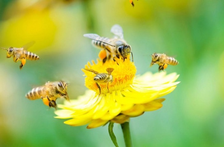Curso online para convertir tu jardín en un oasis para abejas y polinizadores