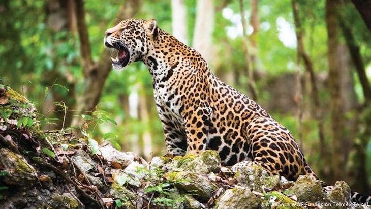 México pide a UMAs y PIMVS reforzar medidas de bioseguridad para proteger a la fauna silvestre del COVID-19