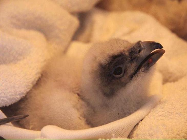 Nacen en cautividad cinco ejemplares de quebrantahuesos