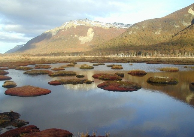 Las turberas muy pronto emitirán CO2