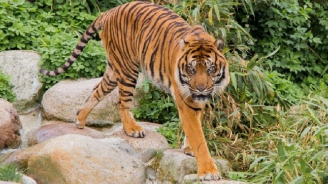 India mata a una tigresa sospechosa de estar detrás de la muerte de trece personas en Maharashtra