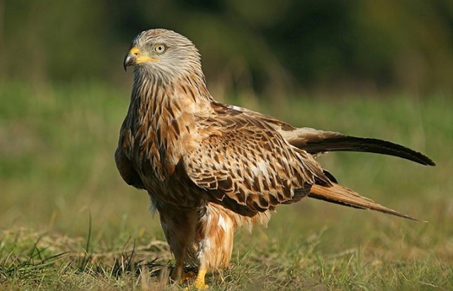 Cuelgamures (Zamora)