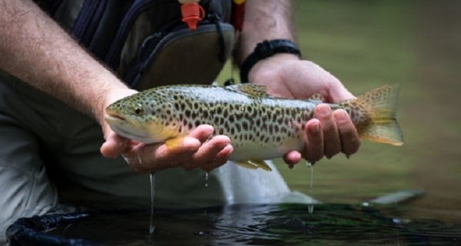 Nueva regulación de vedas de pesca en Castilla – La Mancha