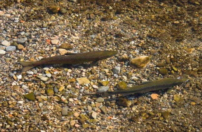 Este domingo vuelve el exterminio a los ríos asturianos que están en serio peligro
