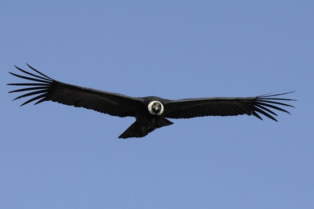 Equo reclama medidas para eliminar las municiones de plomo que "son tóxicas para las aves y el hombre"