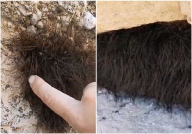 Un "animal dormido" encontrado en una cueva resulta ser un nido de arácnidos