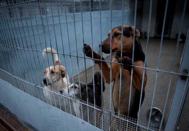 Málaga es protagonista por maltrato animal