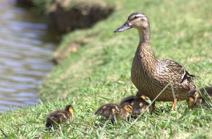 Terra Natura aumenta su familia de aves con el nacimiento de 15 crías de patos en plena primavera