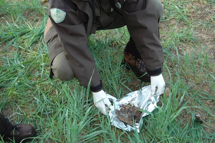 Casi 30 delincuentes investigados por el uso ilegal de cebos envenenados