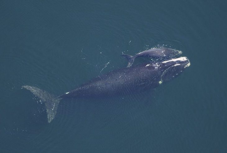 Las ballenas del Atlántico Norte ‘menguan’ su tamaño