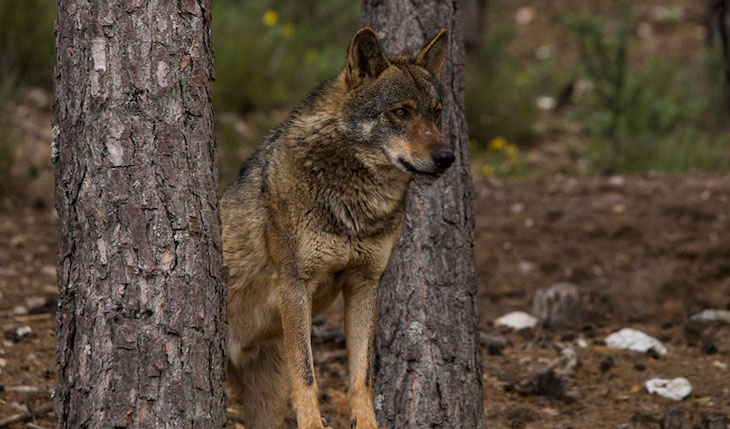 Unión de Uniones de Agricultores y Ganaderos se niega la inclusión del lobo en el Lespre