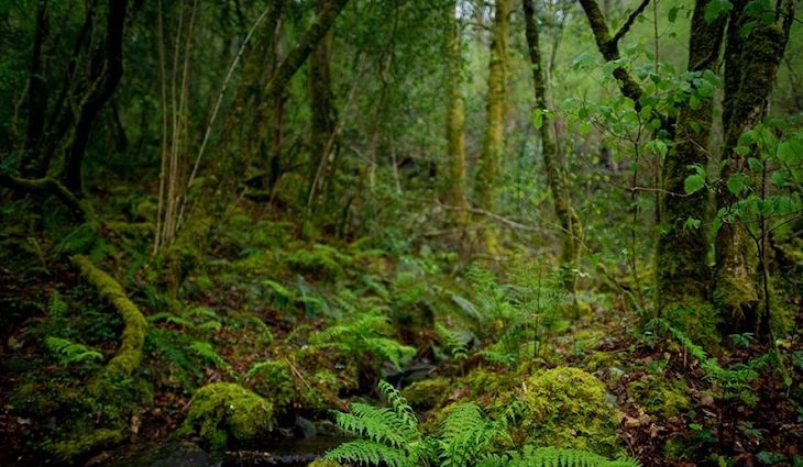 Elecciones. Galicia es sin tapujos en una Galicia ‘VERDE’