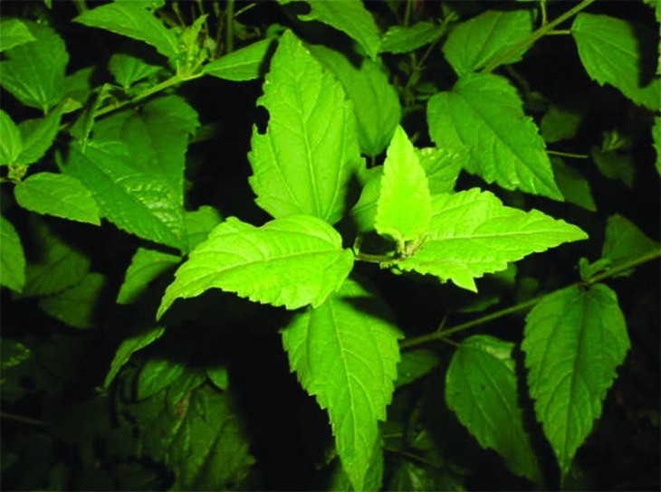 México. CICY revalora su colección de plantas medicinales