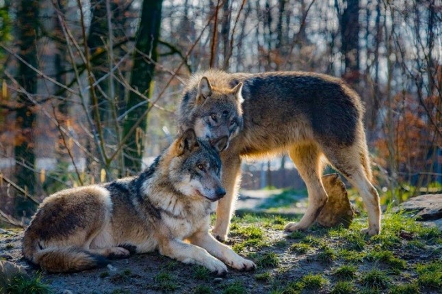 Cazadores fuera de la ley abaten lobos en el Parque Nacional Picos de Europa