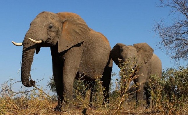 La enorme preocupación por la preservación de los elefantes en África