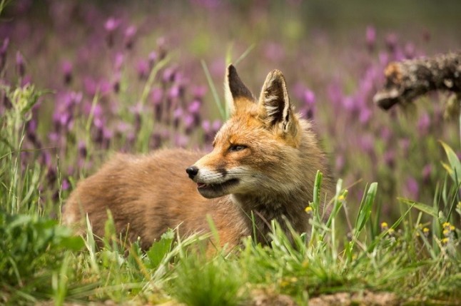 Varios ejemplares de zorro se dejan ver en diversos puntos del Casco Antiguo de Cuenca