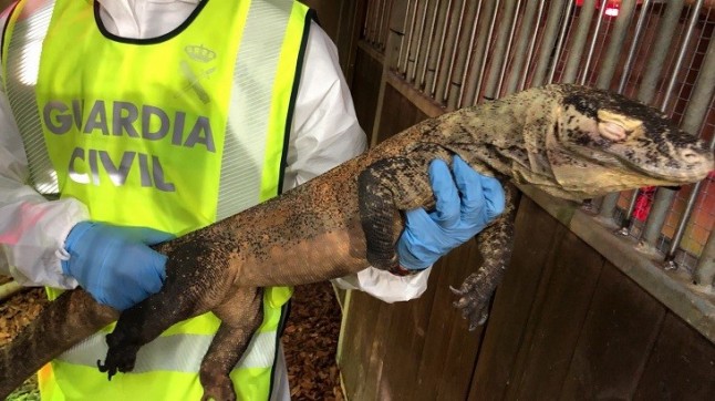 Incautan un dragón de Komodo comprado ilegalmente