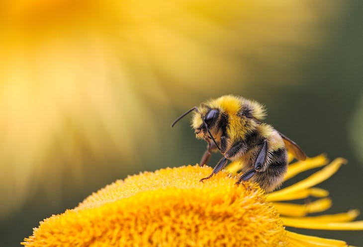 Interpreta Natura con la biodiversidad valenciana en el proyecto europeo Bee to Bee