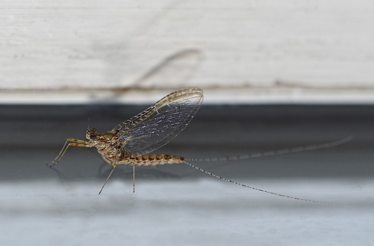 Las alas de los insectos y las branquias de las efímeras podrían compartir origen evolutivo